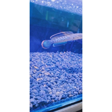 Channa stewarti karbi