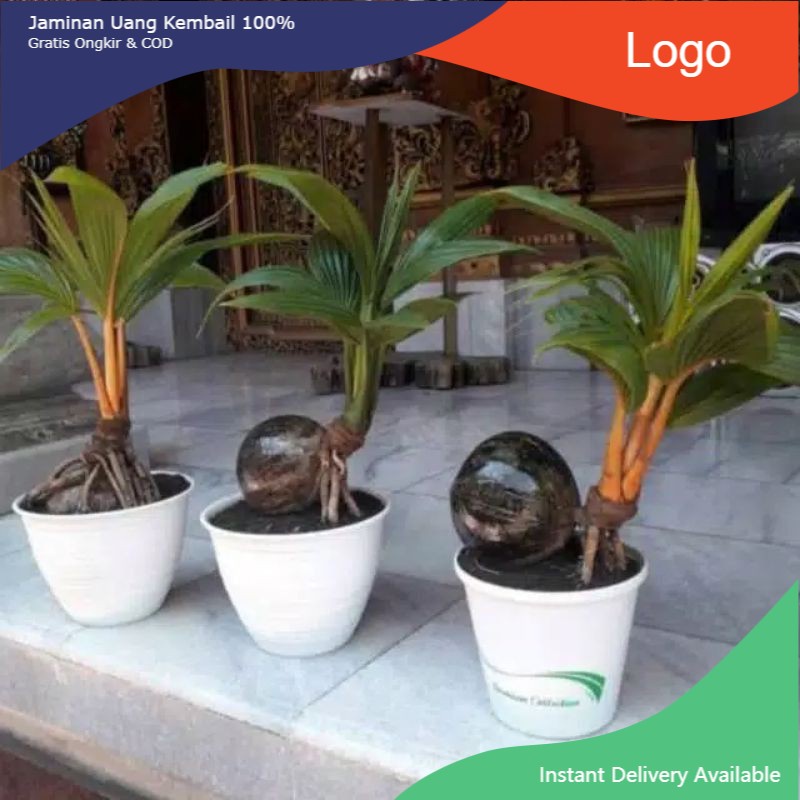 bonsai kelapa sudah jadi tanaman hias bonsai kelapa mini