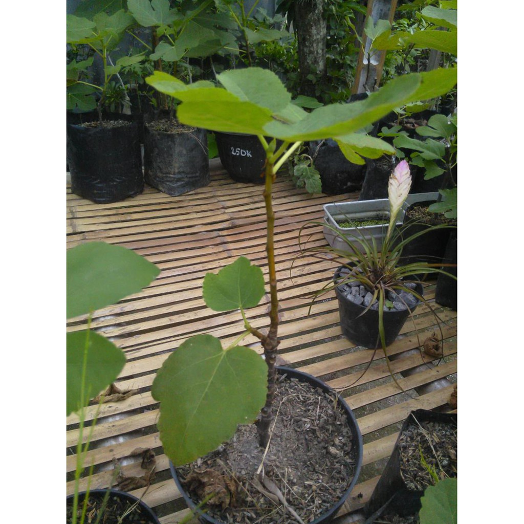 Unggulan Bibit Pohon Buah Tin Varigata Var. Panache Tiger Gratis Cutting Cali @_@