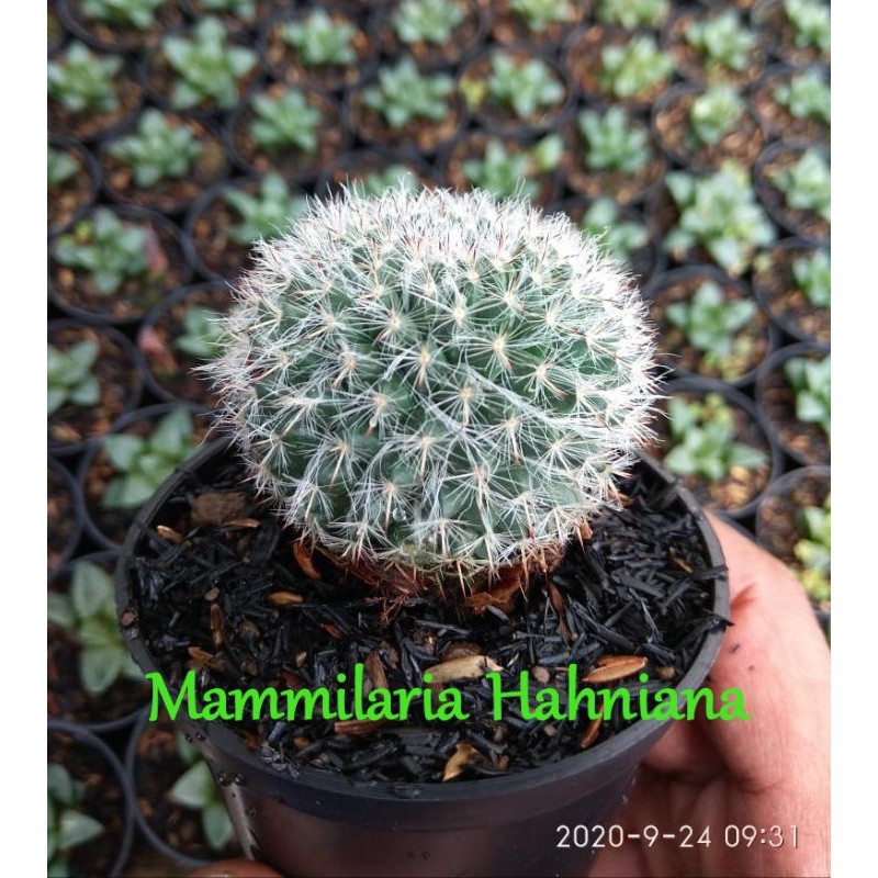 

Mammilaria Hahniana