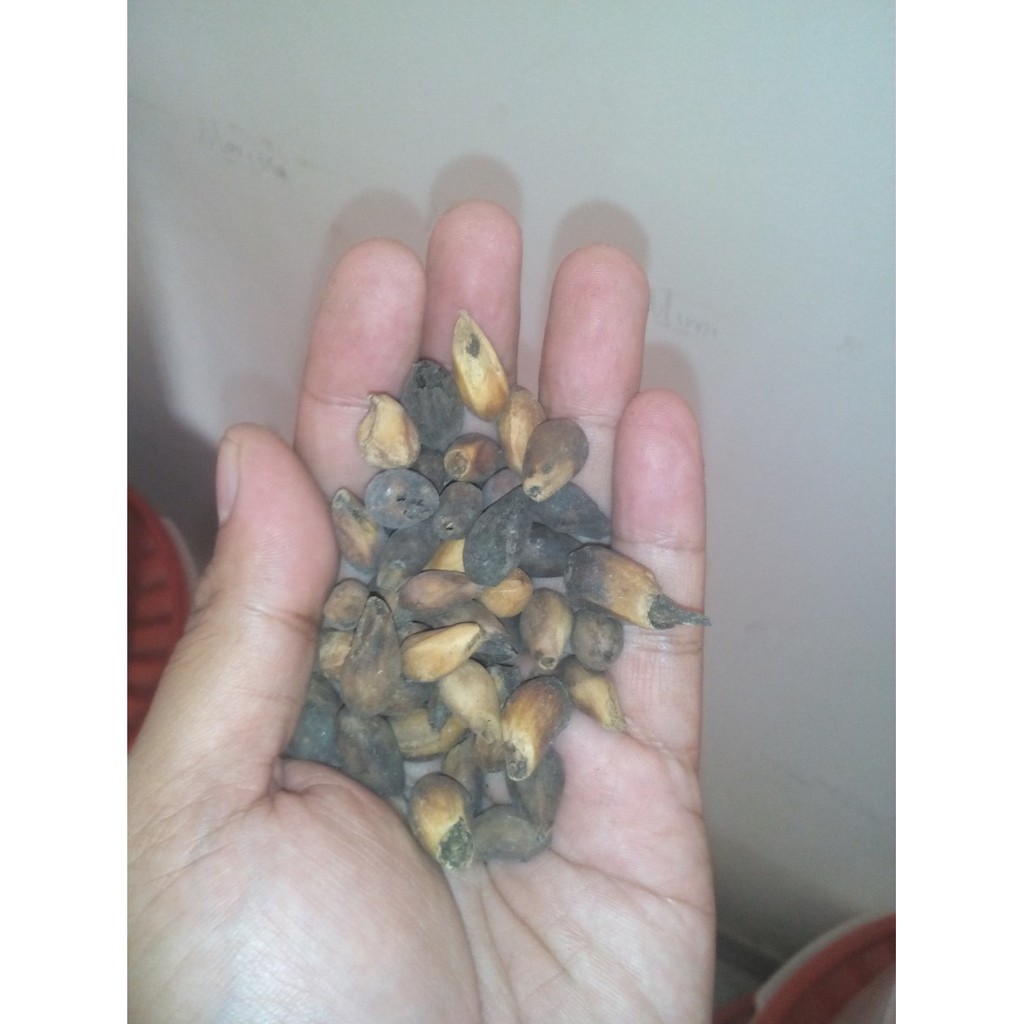 Benih Gmelina (Gmelina arborea Linn.)