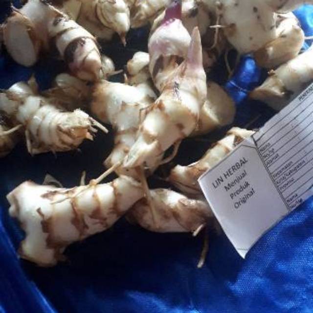 

Fromo umbi ganyong putih segar fresh Sudah izin PIRT