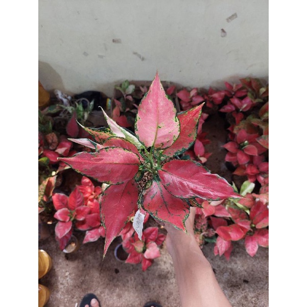 aglonema ruby garuda tunggal