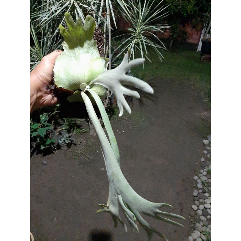 Platycerium Willinckii