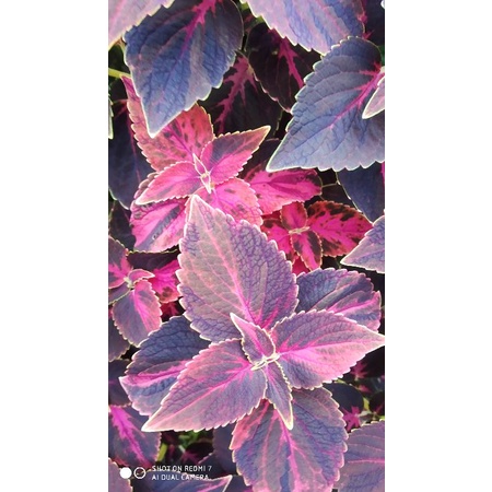 Tanaman hias miana mutasi batik Borneo merah