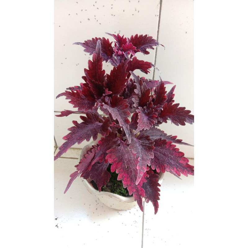 Miana rimbun 3 batang