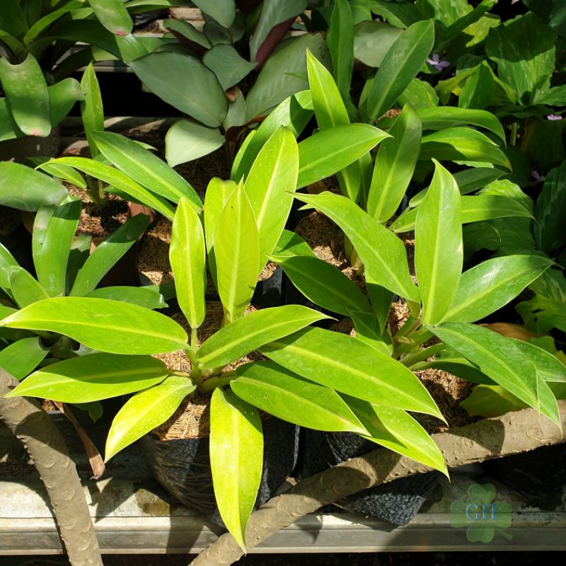 Tanaman Hias Philodendron Melinonii Golden Philo Melinoni Kuning