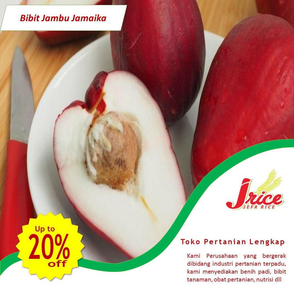 BIBIT JAMBU JAMAIKA SUPER JUMBO CANGKOK