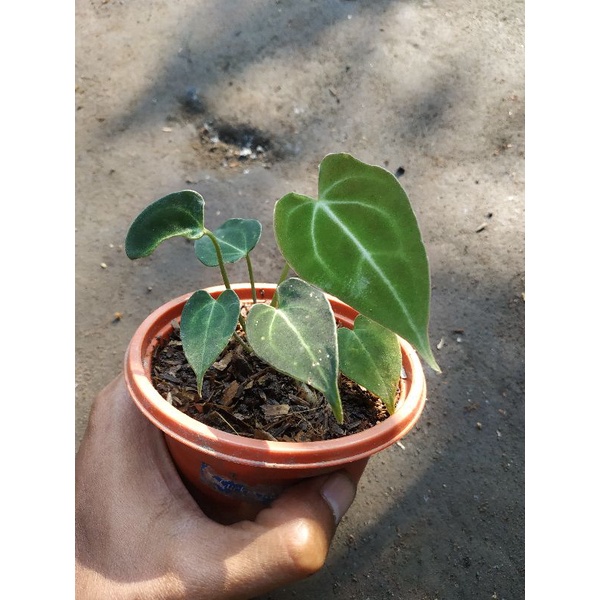 anthurium king clarinervium hybrid