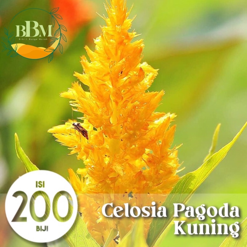 Benih Biji Bunga Celosia Kuning