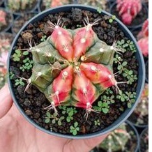 kaktus :carnelian variegata