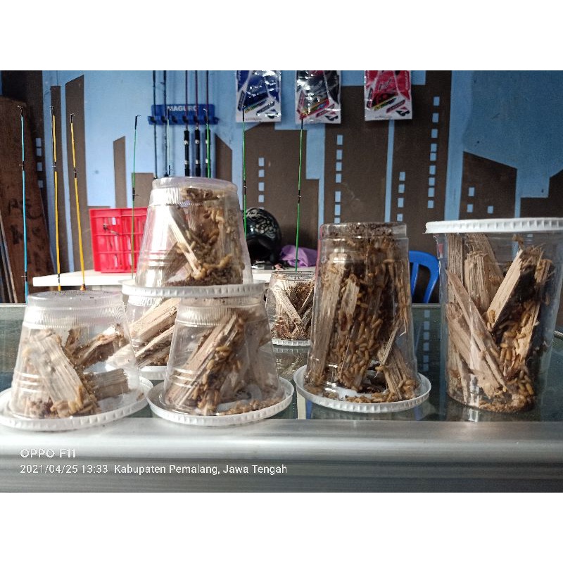 Rengas / poa Umpan Ikan Wader Uceng