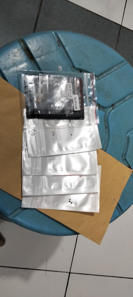 Jual Benih Bibit Bunga Vinca Tegak Yt3