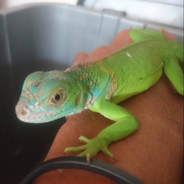 Boneka Iguana Green Colombia kepala plontos