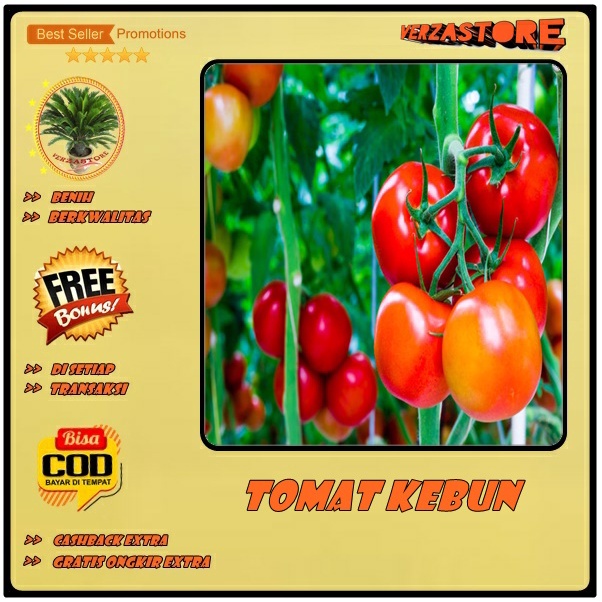 biji/benih/bibit buah tomat kebun  Merah Dataran Rendah  menengah Unggul Berkualitas/25 biji