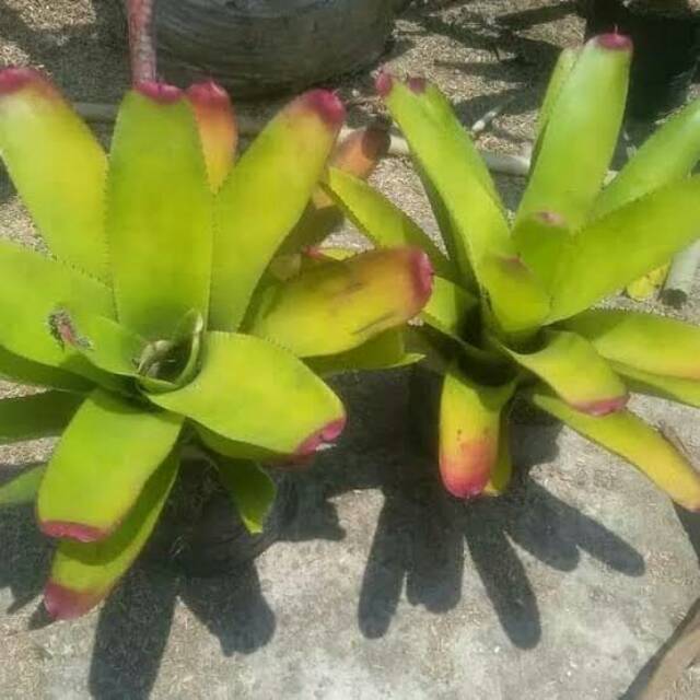 Tanaman Bromelia kitek