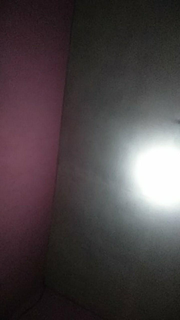 Tanaman Hias Brokoli Kuning