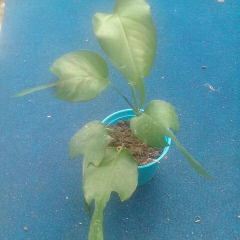 Philodendron skeleton key