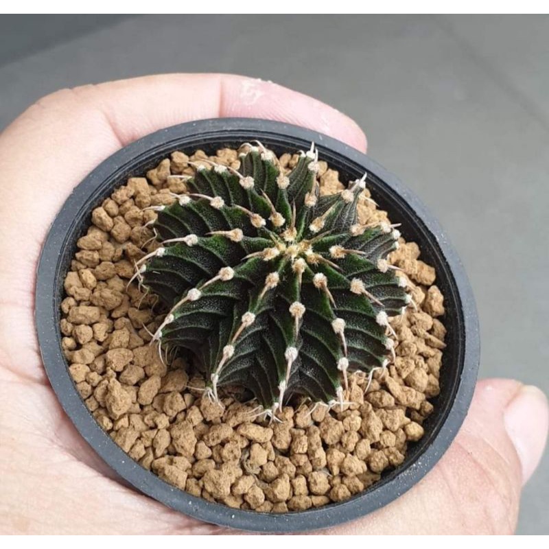 kaktus LB 2178 13 rip single spine seedling (asal biji)