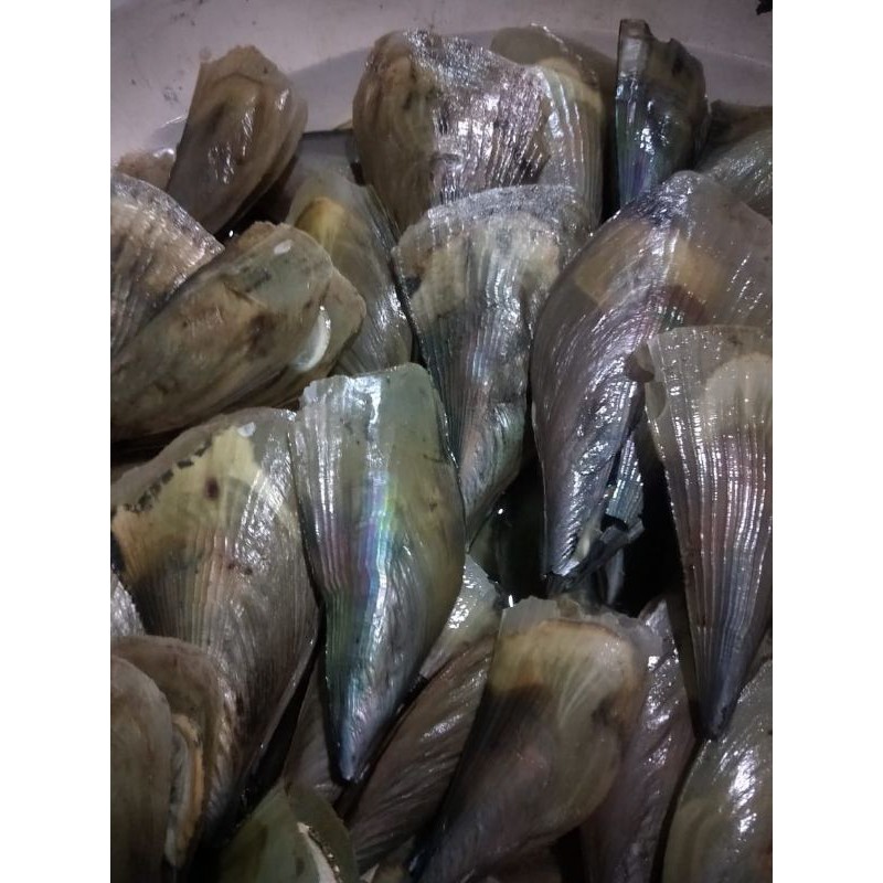 

kerang kampak