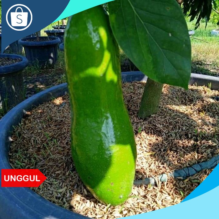 Siap Kirim bibit alpukat kelud super jumbo