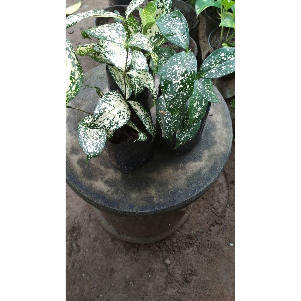 Bibit Bunga Aglonema Harry