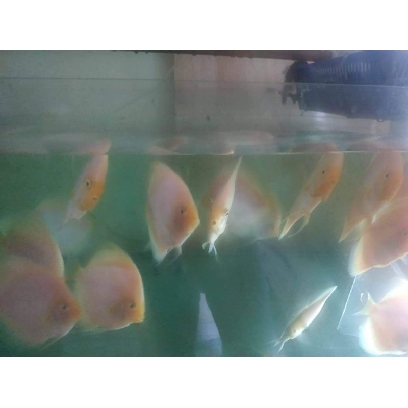 Discus White Diamond