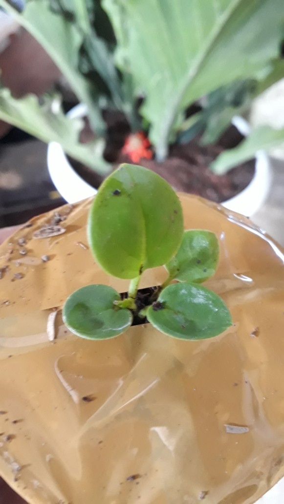 Bibit Anturium Jemani Mangkok Tornado