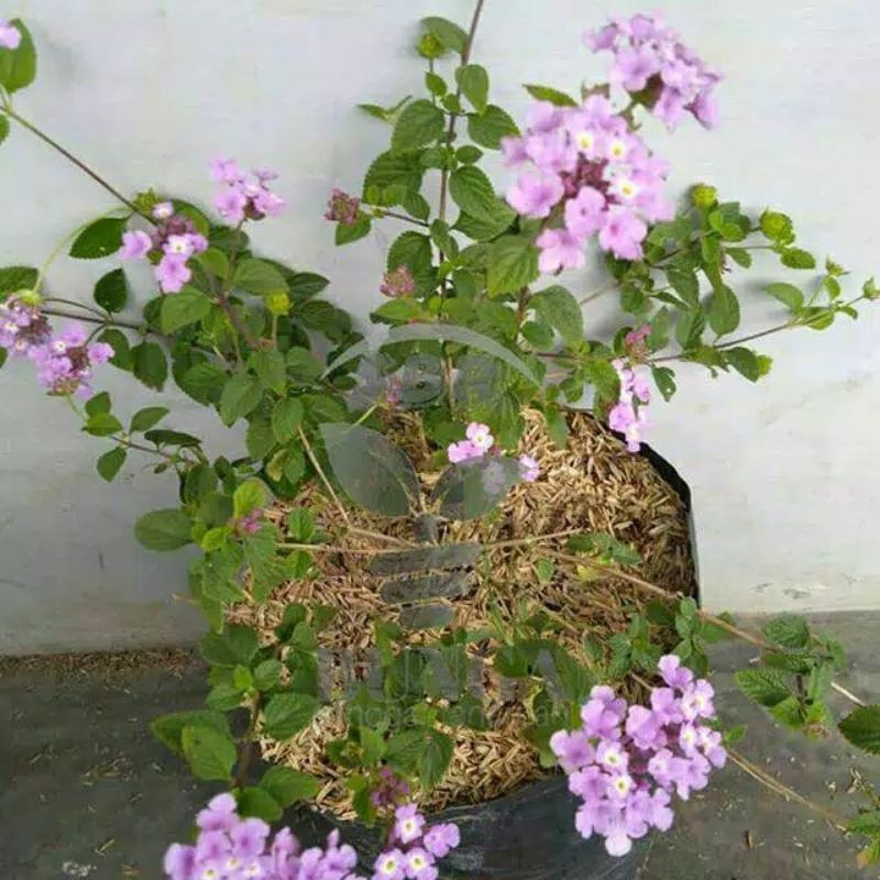 Lantana Ungu mikro