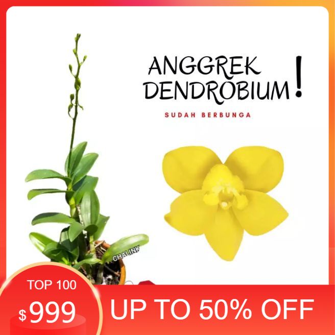 tanaman hias bunga anggrek dewasa - bunga anggrek kuning - angrek - bunga anggrek