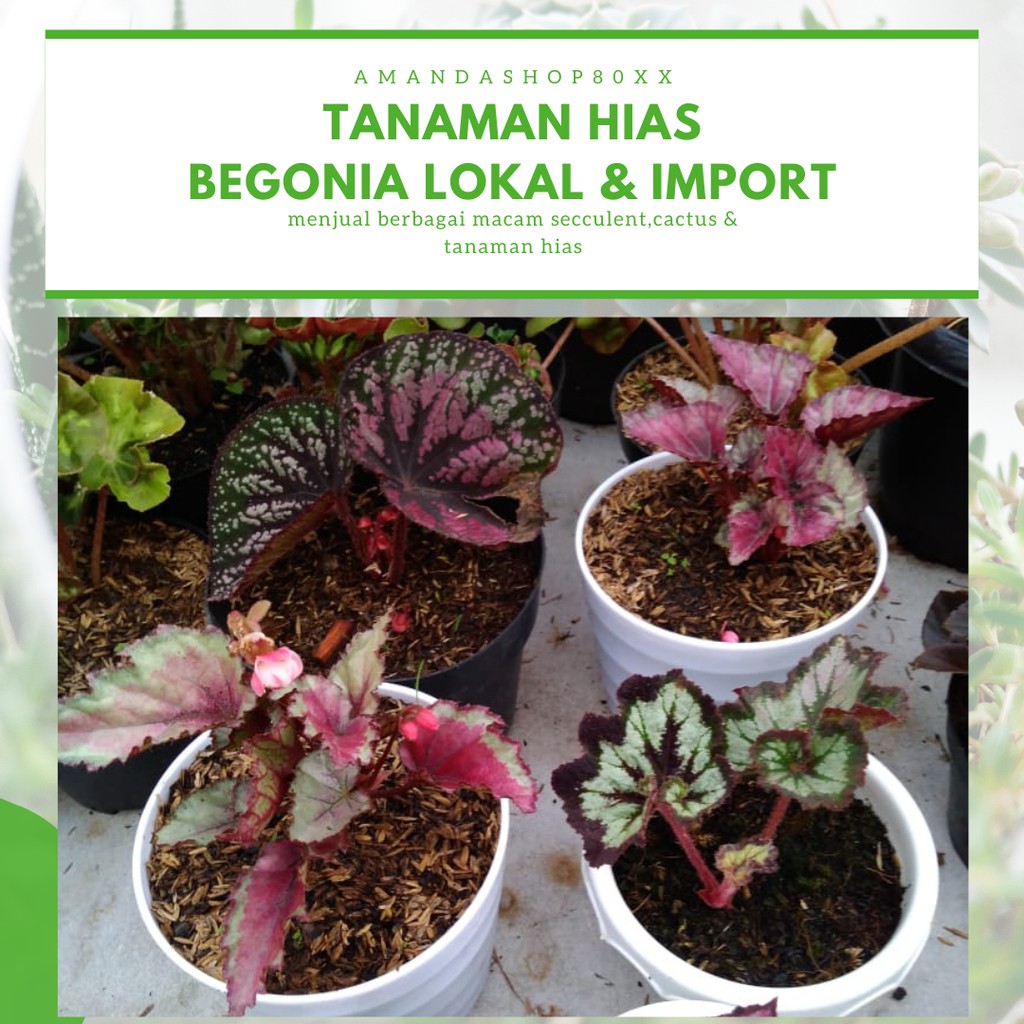 TANAMAN BEGONIA POLKADOT TAPAK MACAN BEGONIA REX KITKAT UNGU SILVER JARI CHILLI PELANGI GARUDA KEONG