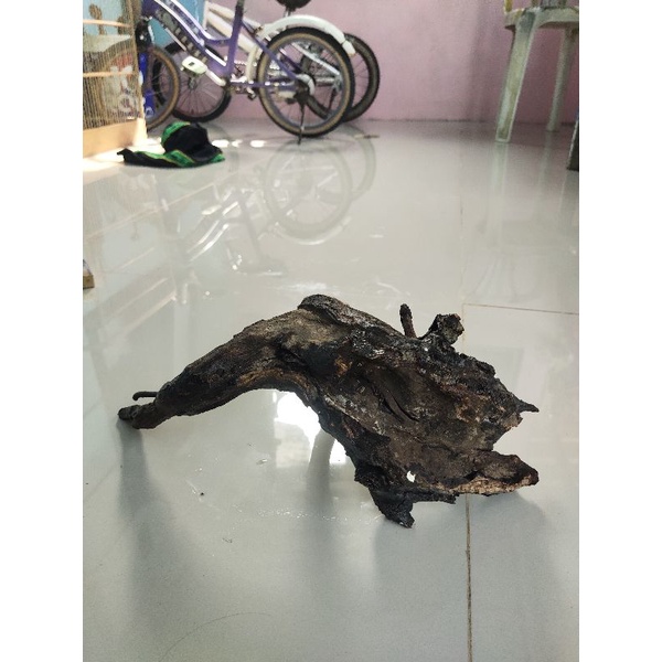 kayu rentek aquascape size L