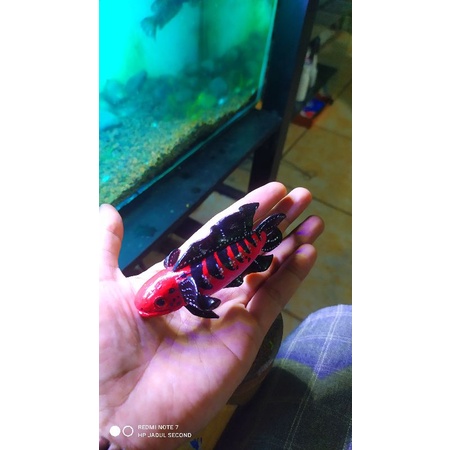 miniatur channa red barito