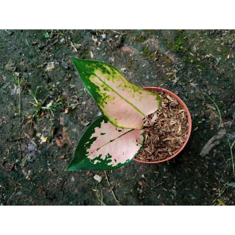 Aglonema Kochin Cahaya (Rare)