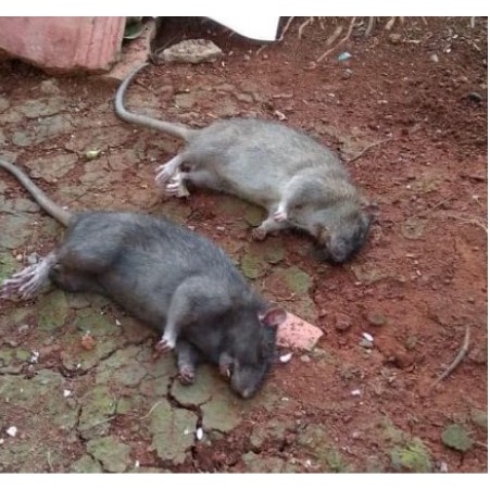 [Paket 5 Biji] Racun Tikus KOVINPLUS KOVIN PLUS Obat Anti Tikus Basmi Pembasmi Ampuh Tuntas 80P 15Gr