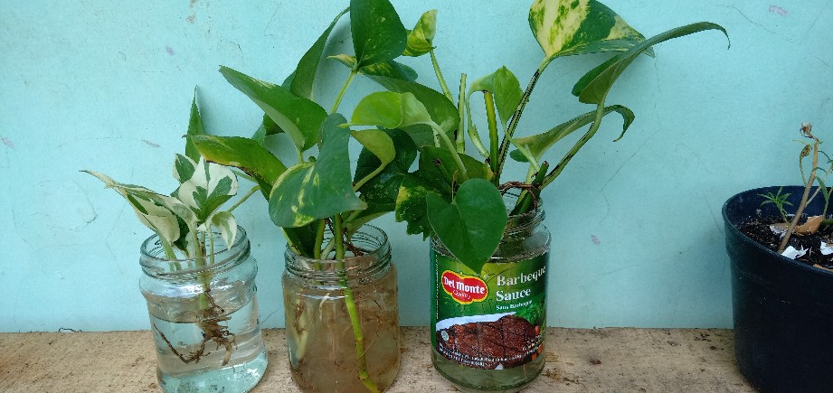 Tanaman Hias Srigading Hijau - Sri Srigading Hijau - Pot Gantung