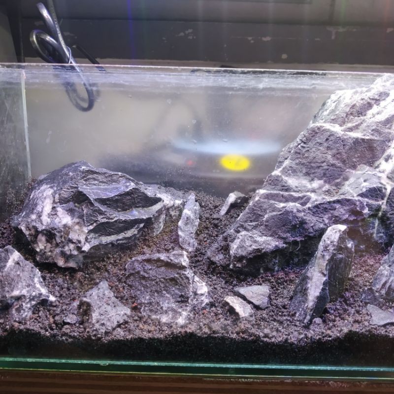 Jual batu kriket criket cricket aquasacep paludarium vivarium iwagumi Shopee Indonesia