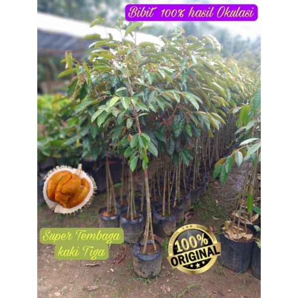 Bibit Durian Super Tembaga Kaki Tiga hasil Okulasi