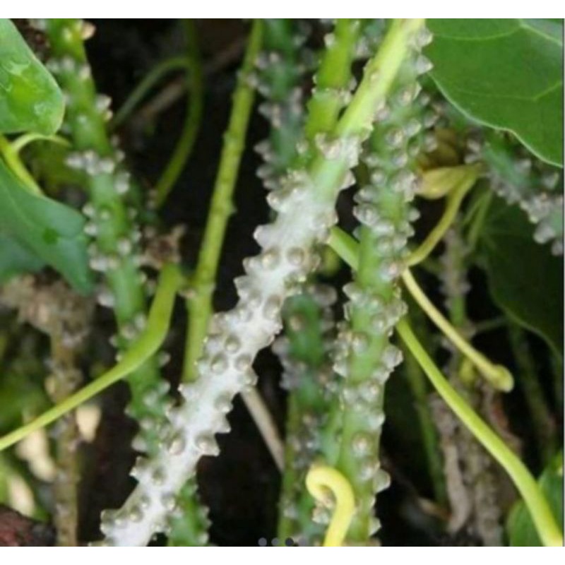 

Akar Brotowali segar 500gram