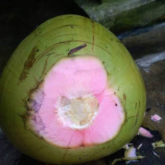 

Degan Ijo / Air Kelapa Ijo (BERKUALITAS)