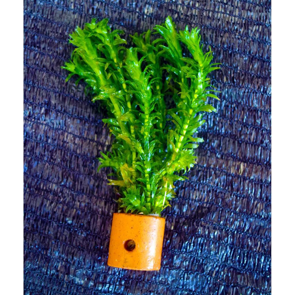 hydrilla verticalata tanaman air aquarium aksesoris hiasan aquascape