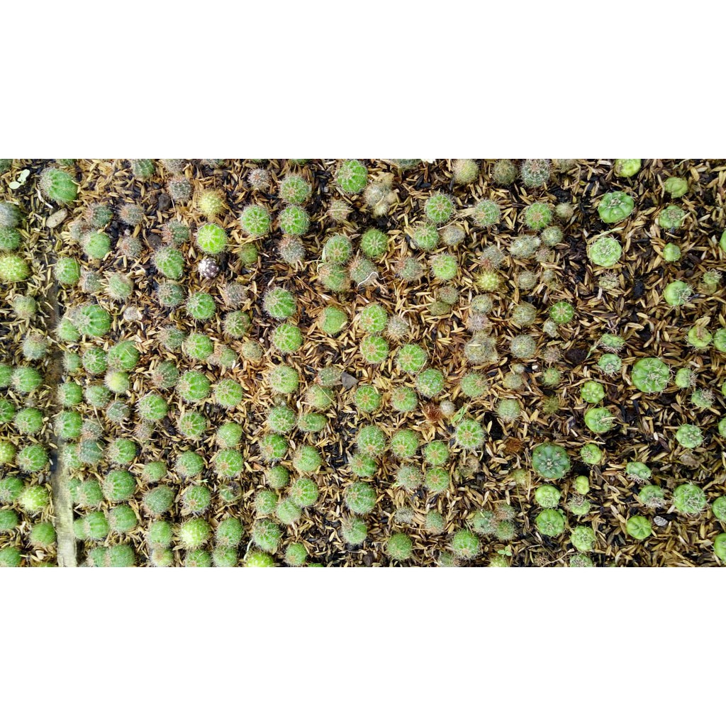 BIBIT KAKTUS OWNROOT <1cm | BENIH KAKTUS | ANAKAN KAKTUS
