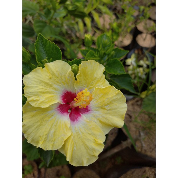 Tanaman Hibiscus Rosa Sinensis~ Bibit Tumbuhan Hibiscus Rosa Sinensis~Minimal order 4 pohon