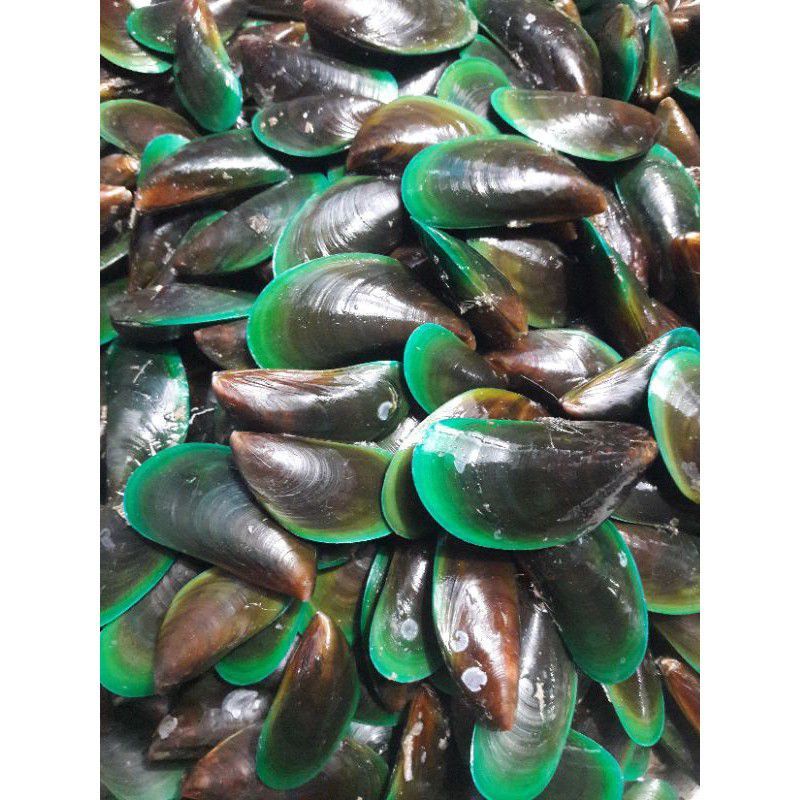 

1 kg kerang hijau cangkang segar hidup