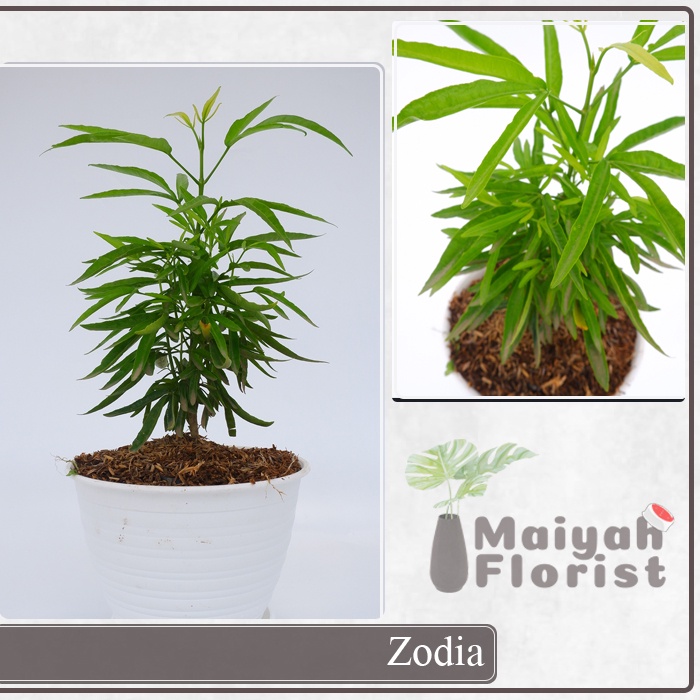 Zodia - Euodia Sauveolens - Pengusir Nyamuk - Tanaman Herbal