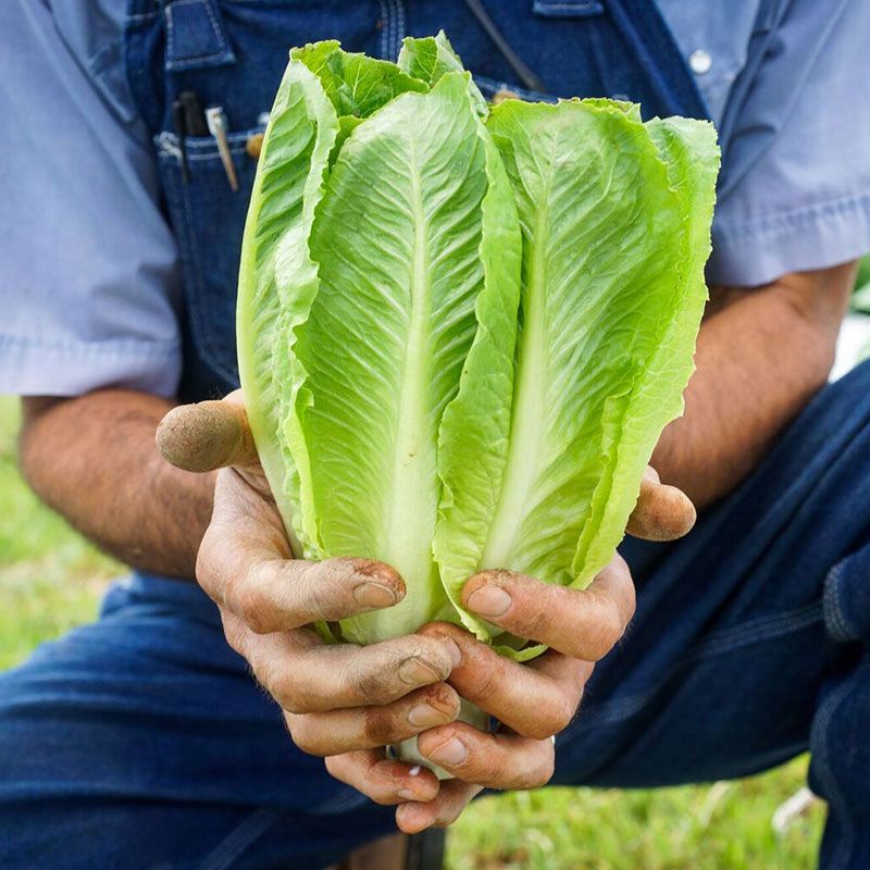 Benih Bibit Biji - Selada Green Romaine Balloon / Romain Hijau / Cos Lettuce Paris Island F1 Hibrida Seeds - Panen Dalam 35 Hari