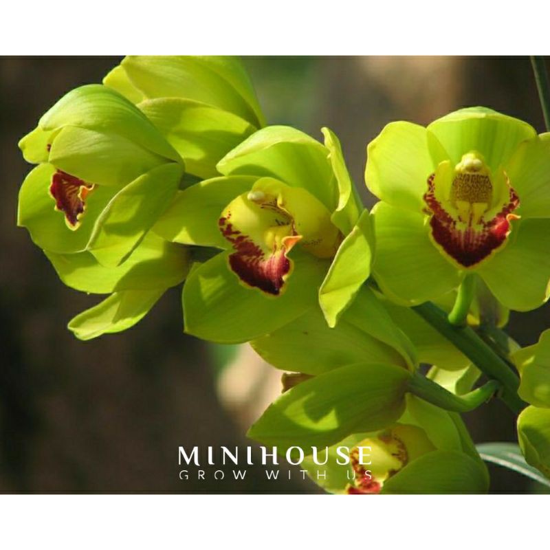 BIJI BIBIT BENIH BUNGA ANGGREK ANGGREK CYMBIDIUM