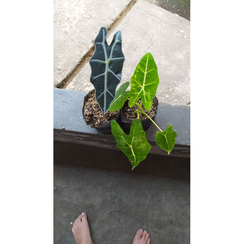 TANAMAN HIAS PAKET KELADI NEON DAN KELADI AMAZON