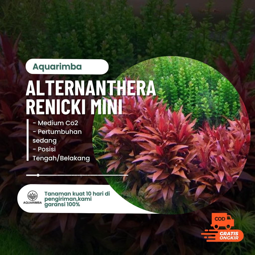 Alternanthera Reineckii mini tropica -  Tanaman Aquascape Tumbuhan Air Hidup Hiasan Dekorasi Pohon R