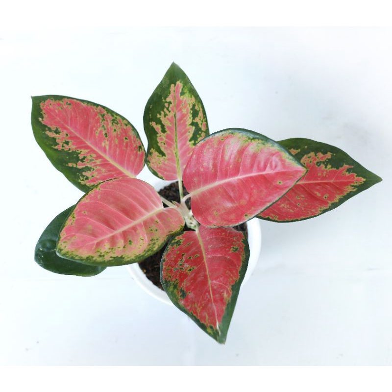 AGLONEMA PINK KOCHIN